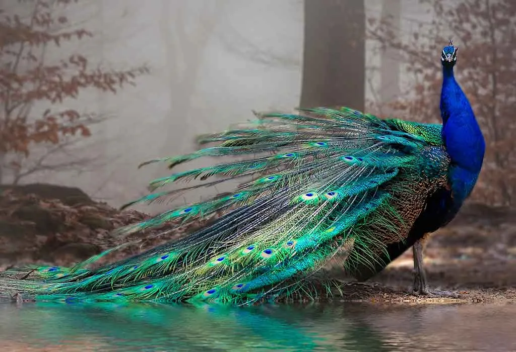 Peacock
