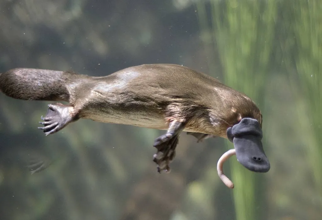 Platypus