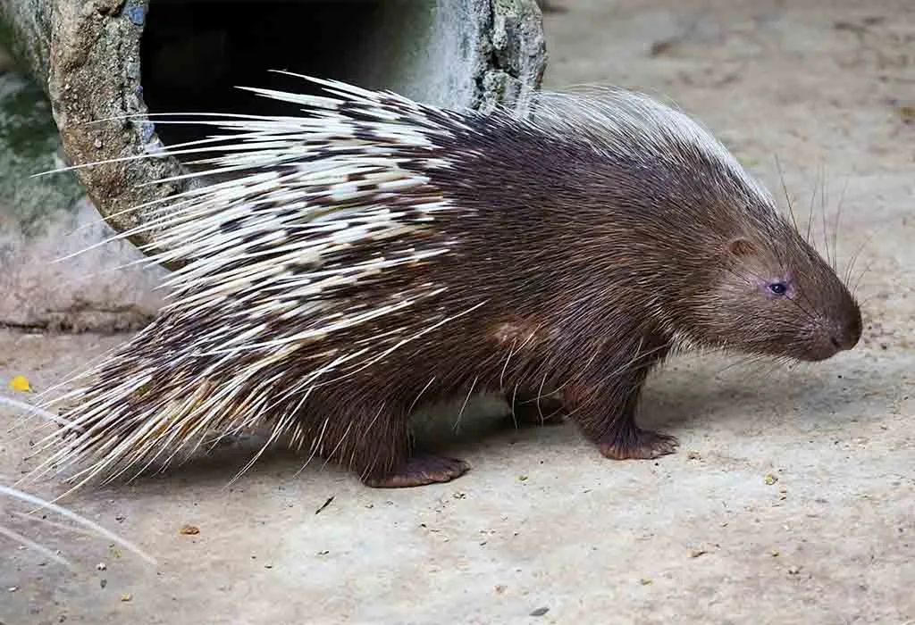 Porcupine