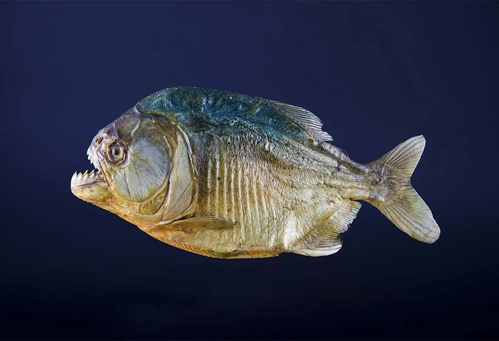 Piranha