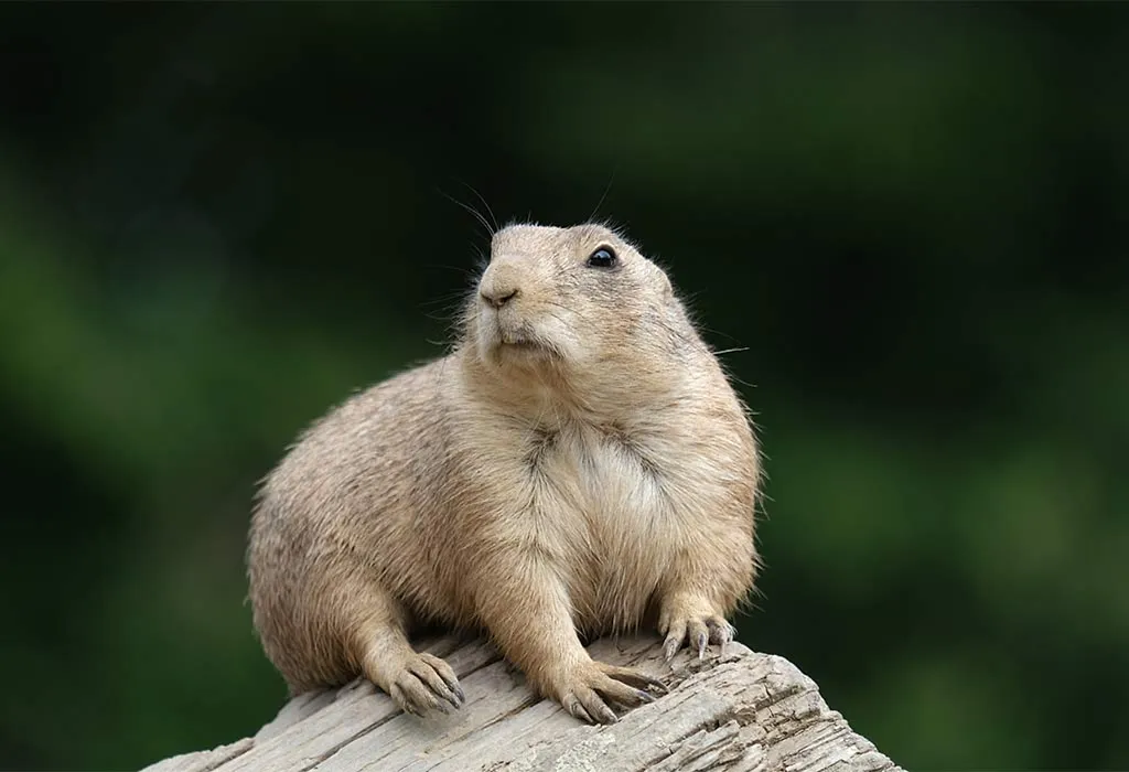 Prairie Dog
