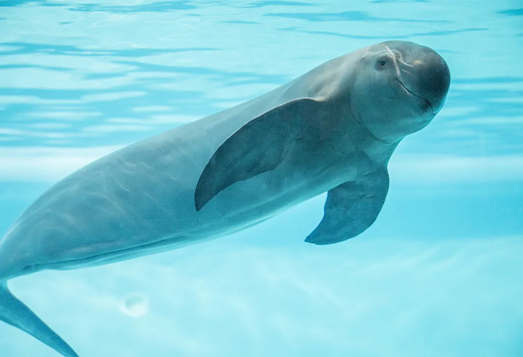 Porpoise