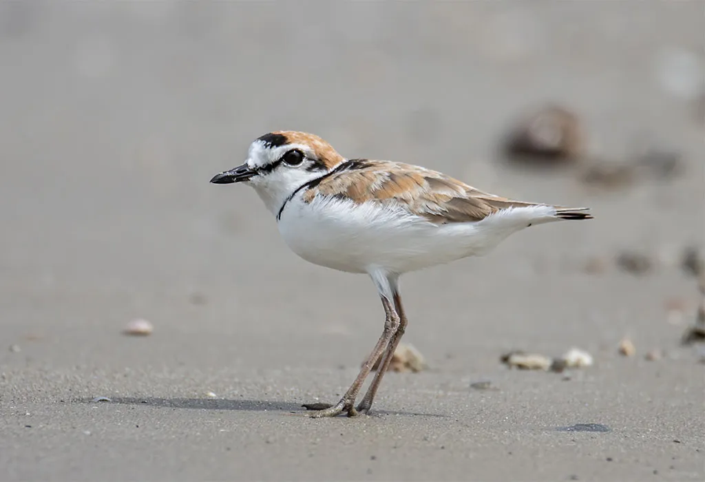 Plover