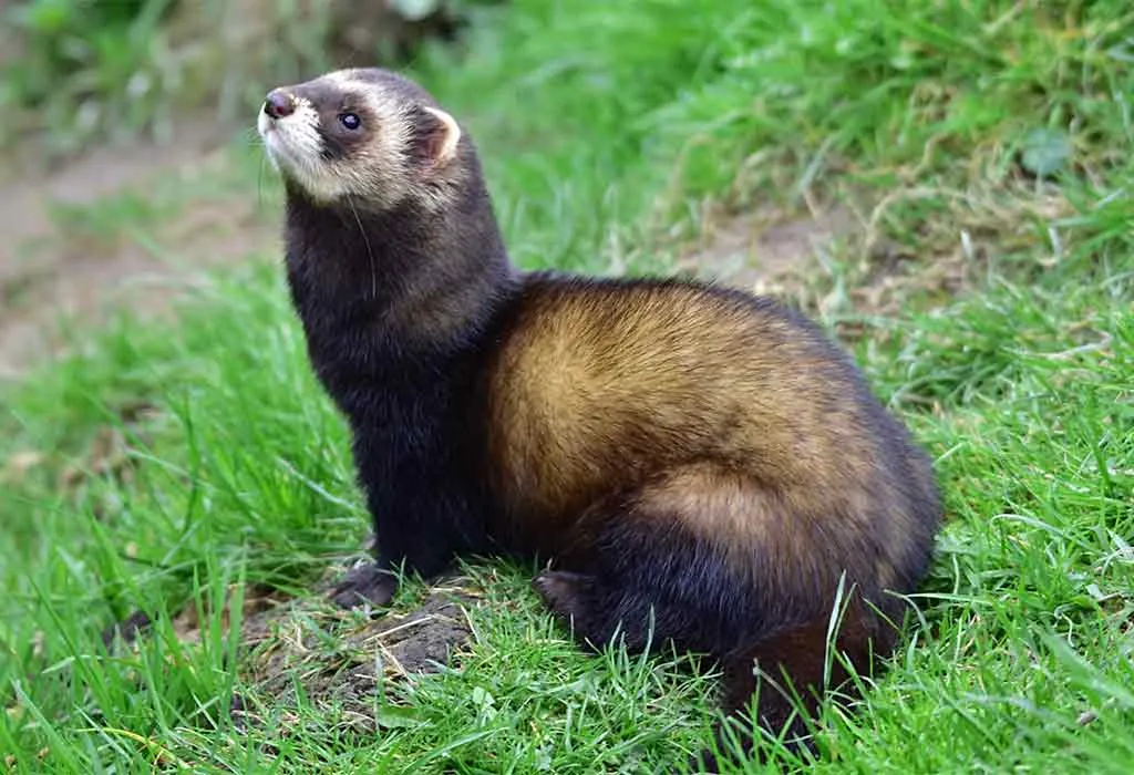 Polecat