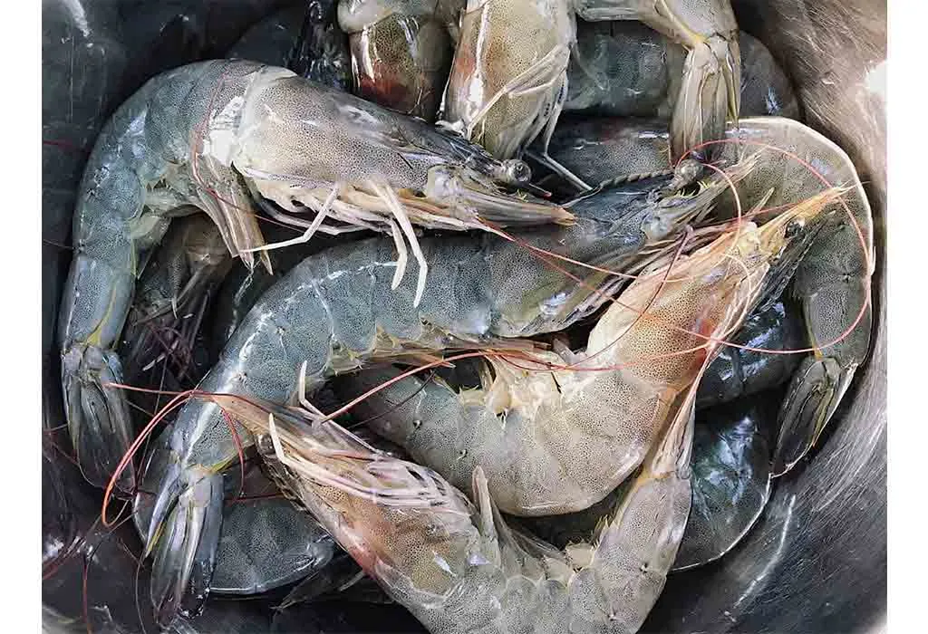Prawn