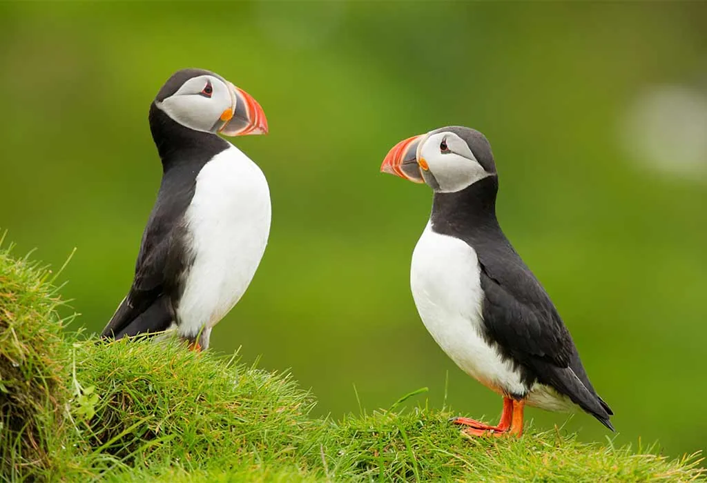 Puffin