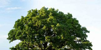 पेड़ पर निबंध (Tree Essay in hindi) पेड़ पर निबंध (Tree Essay in hindi)