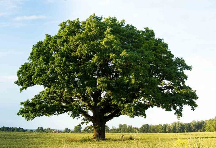 पेड़ पर निबंध (Tree Essay in hindi)