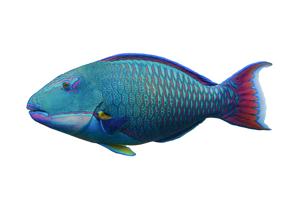 Parrotfish
