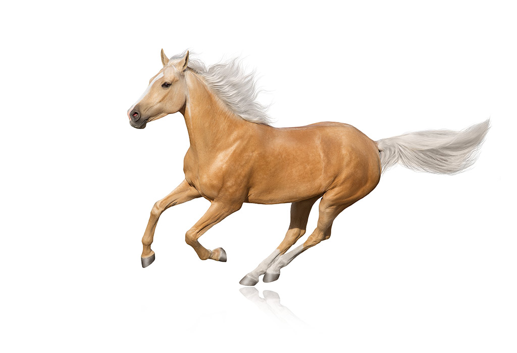 Palomino Horse