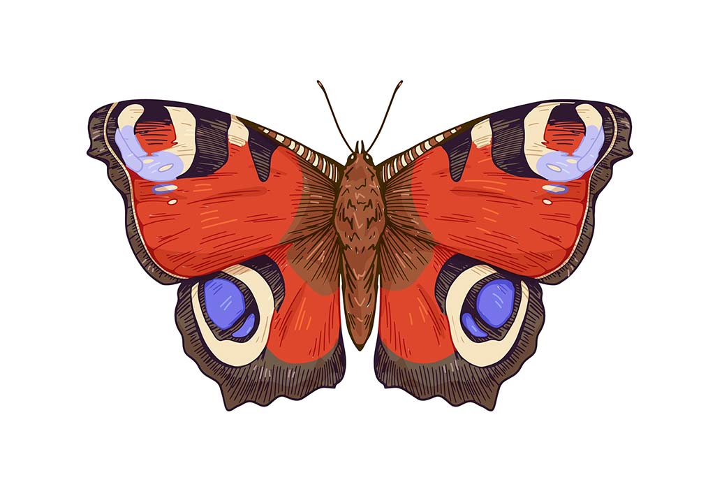 Peacock Butterfly
