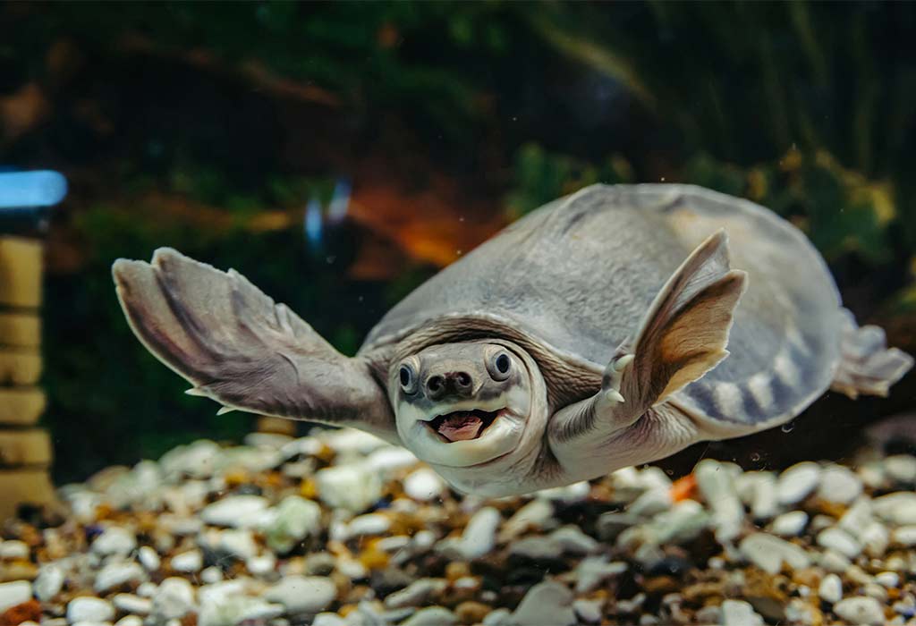 Pig-nosed Turtle