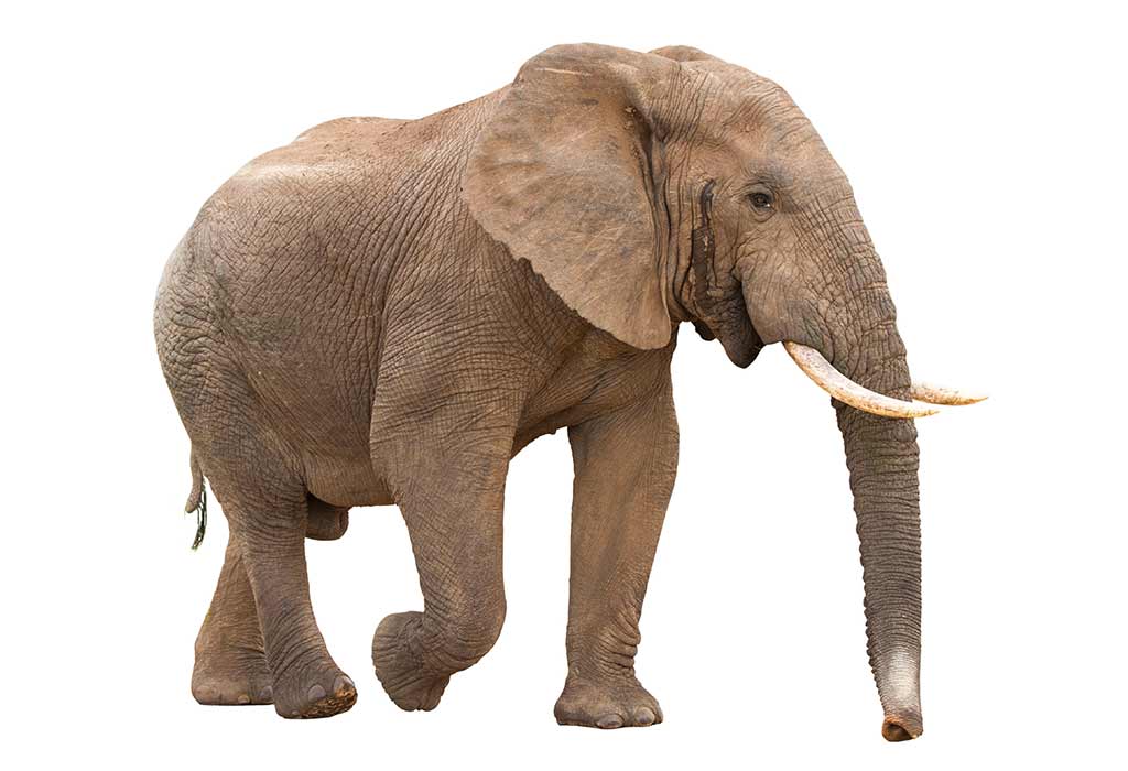 list-of-animals-that-start-with-e