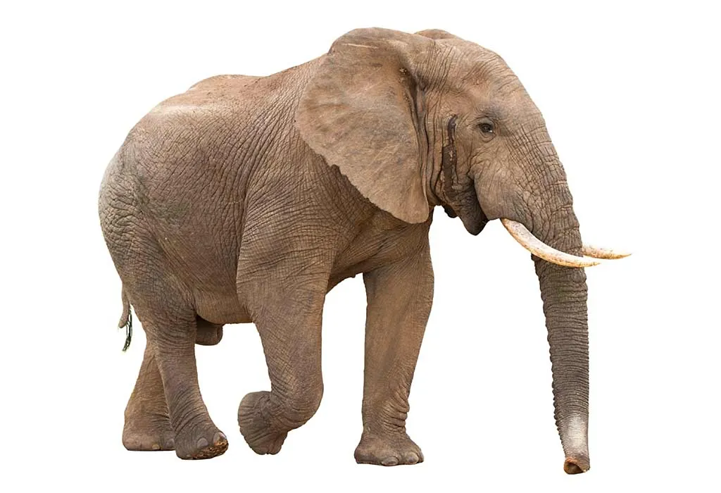 List Of Animals That Start With E