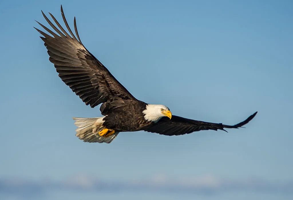 Eagle - Animals Name Starting with E