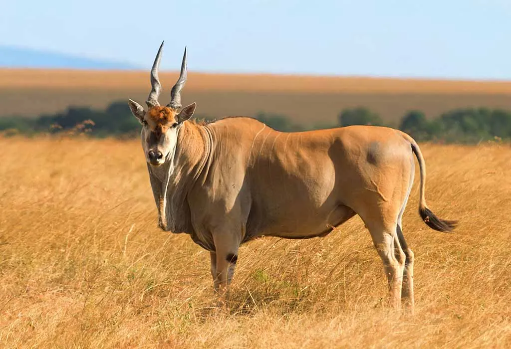 Eland - Animals Name Starting with E