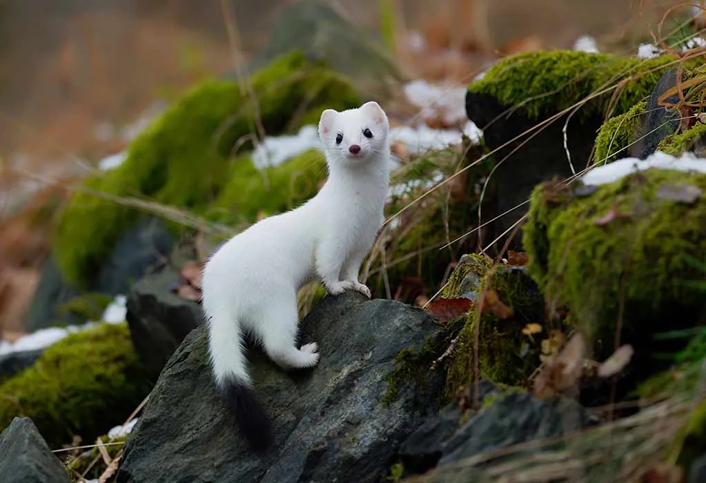 Ermine - Animals Name Starting with E