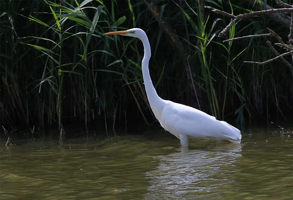 Egret - Animals Name Starting with E