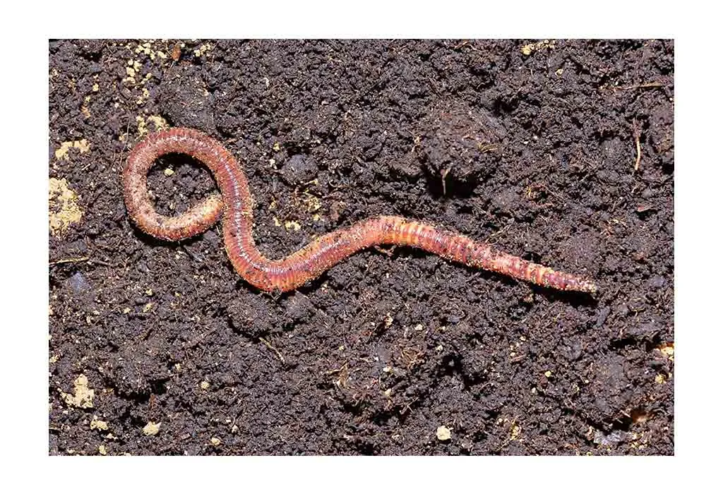 Earthworm - Animals Name Starting with E