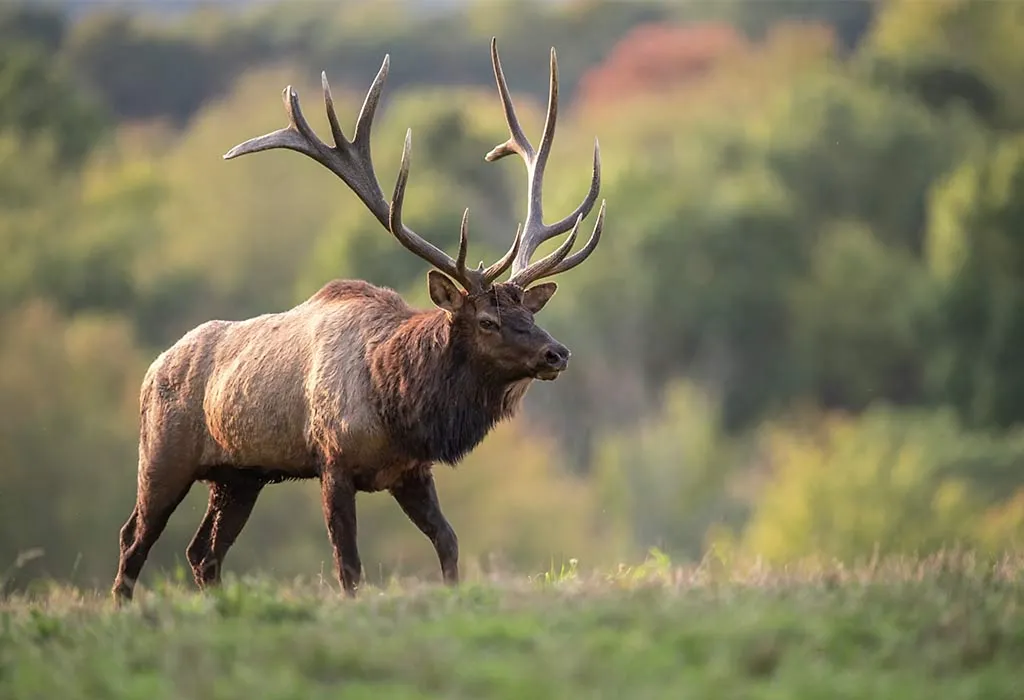 Elk - Animals Name Starting with E