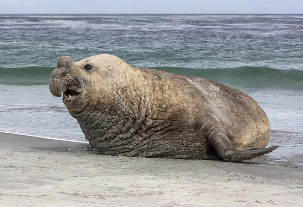 Elephant Seal - Animals Name Starting with E