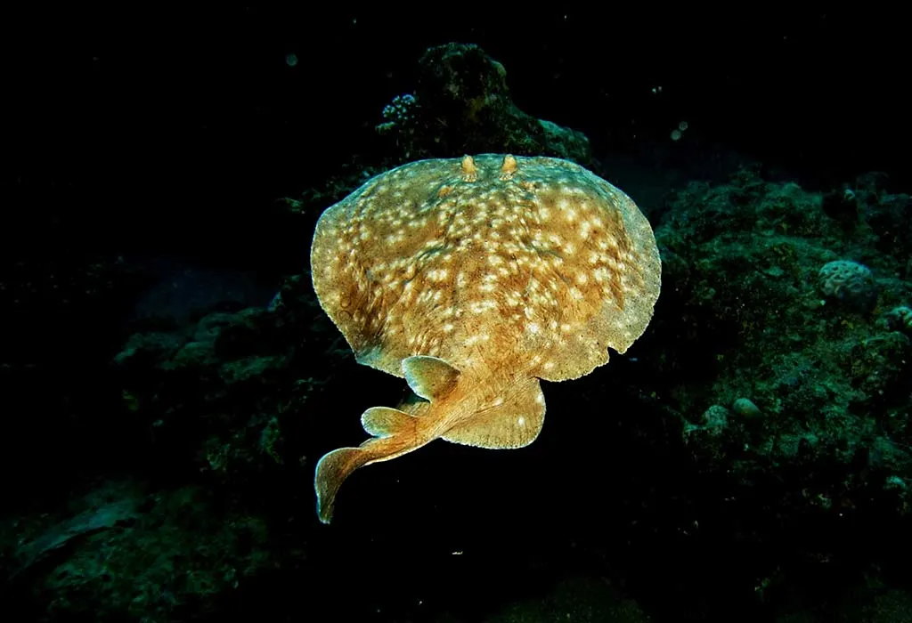 Electric Ray - Animals Name Starting with E