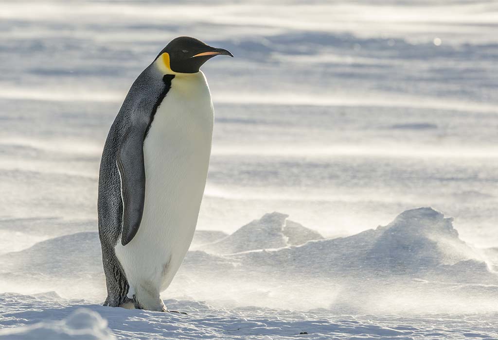 list-of-animals-that-start-with-e