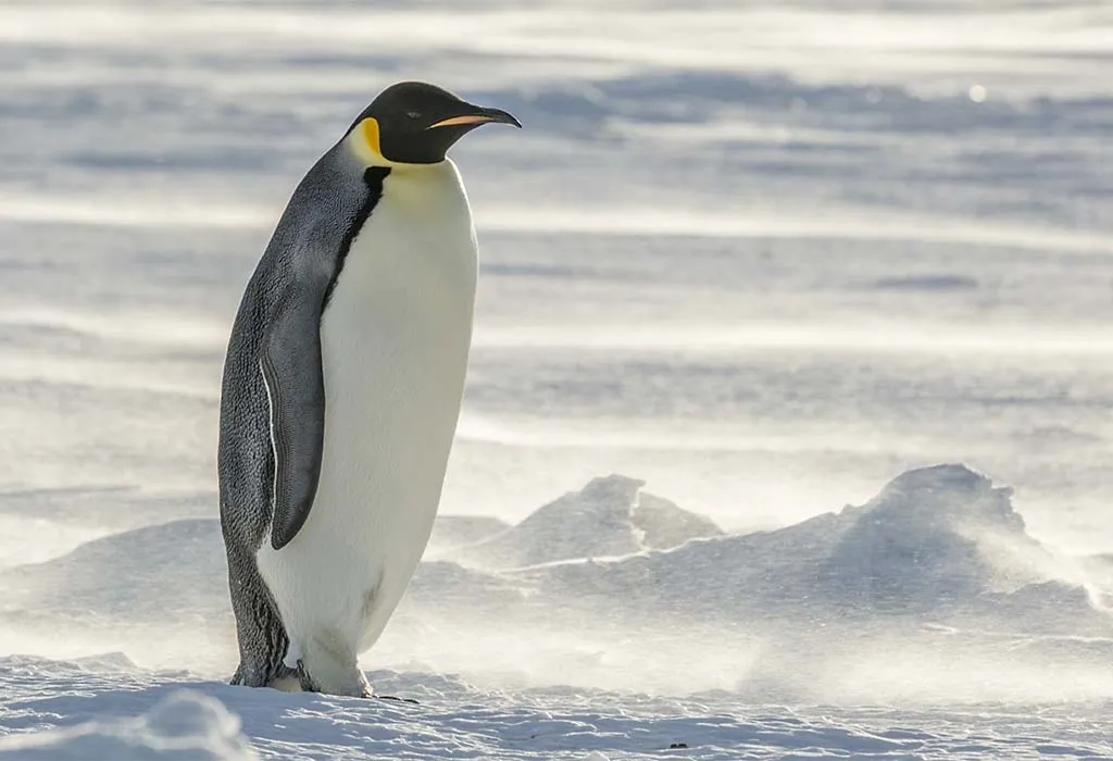 Emperor Penguin - Animals Name Starting with E
