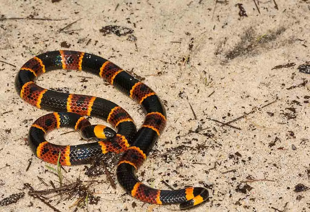 Eastern Coral Snake - Animals Name Starting with E