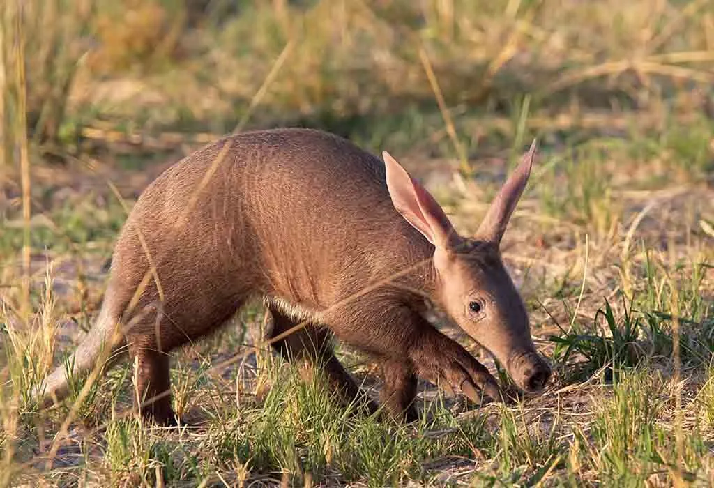 Animal Names that Start With A - Aardvark
