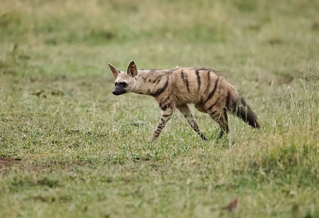 Animal Names that Start With A - Aardwolf