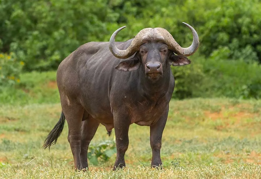Animal Names that Start With A - African Buffalo