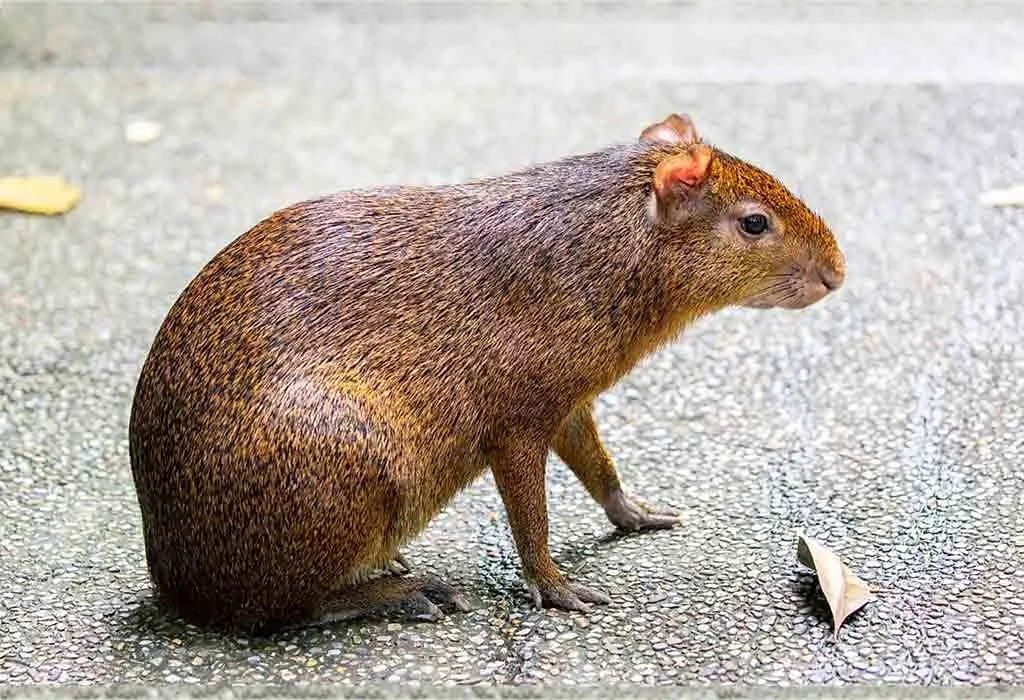 Animal Names that Start With A - Agouti