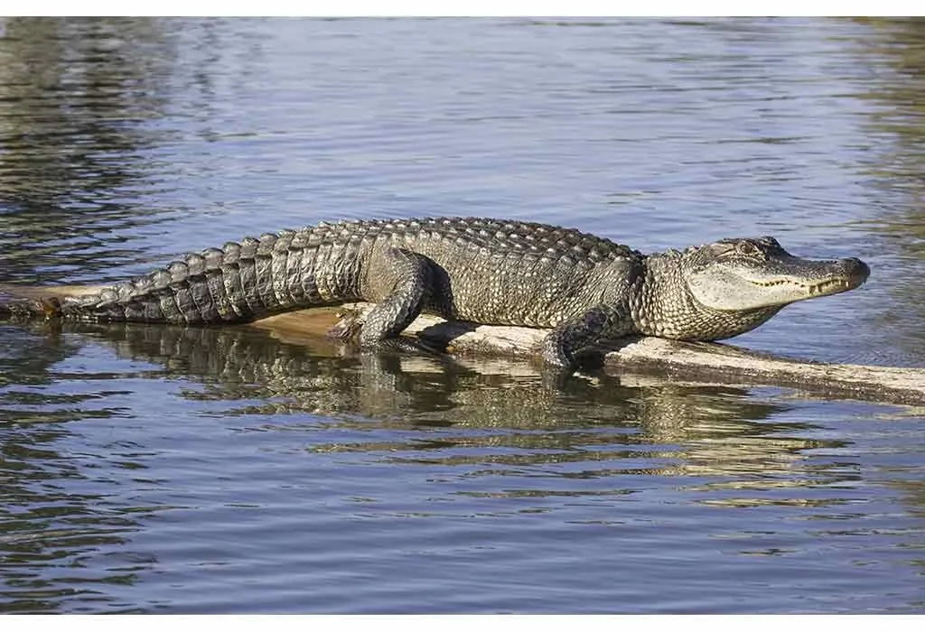 Animal Names that Start With A - Alligator