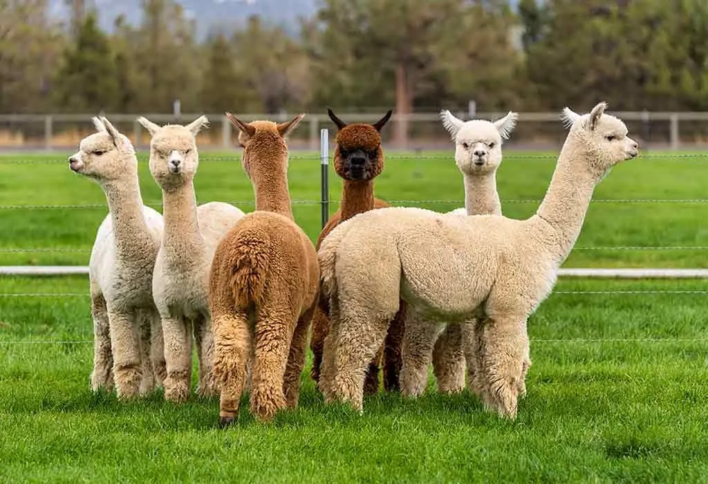 Animal Names that Start With A - Alpaca