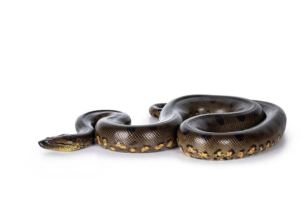 Animal Names that Start With A - Anaconda