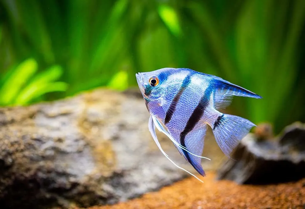 Animal Names that Start With A - Angelfish