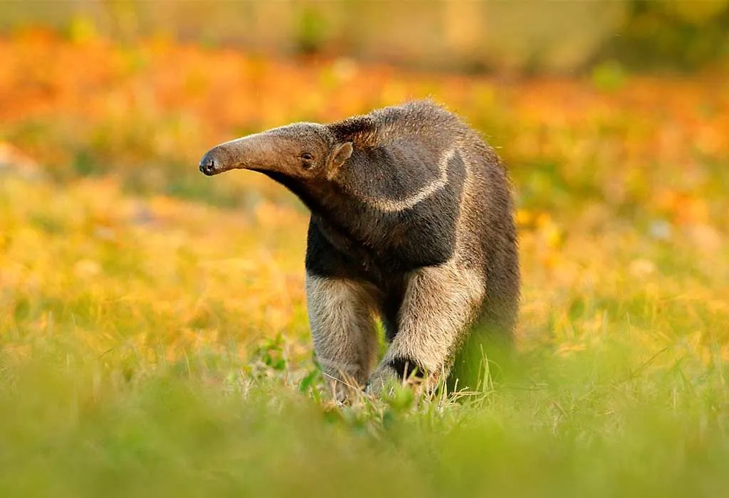 Animal Names that Start With A - Anteater