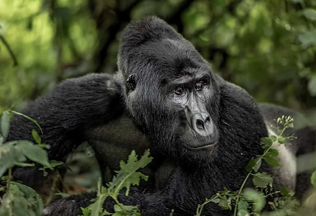 Animal Names that Start With A - Ape