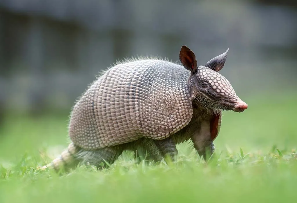 Animal Names that Start With A - Armadillo