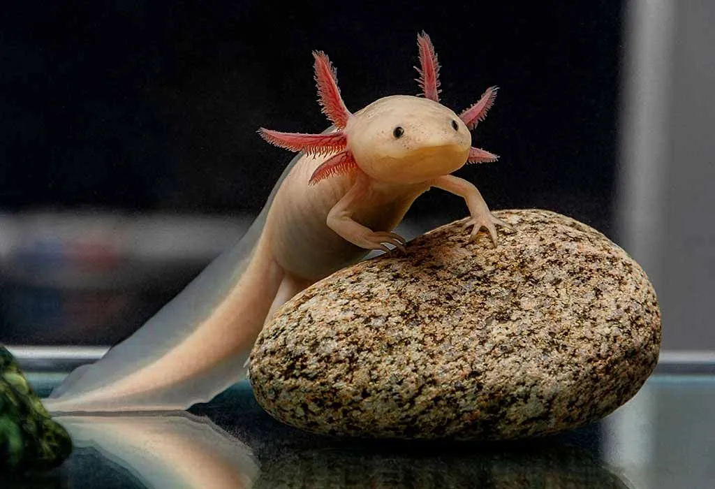 Animal Names that Start With A - Axolotl