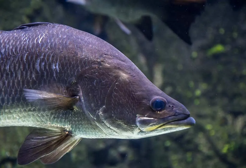 Animals That Start With B - Barramundi
