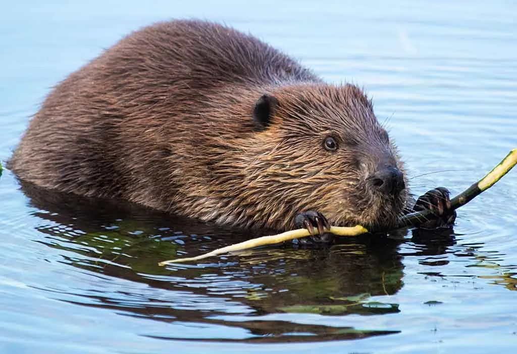 Animals That Start With B - Beaver