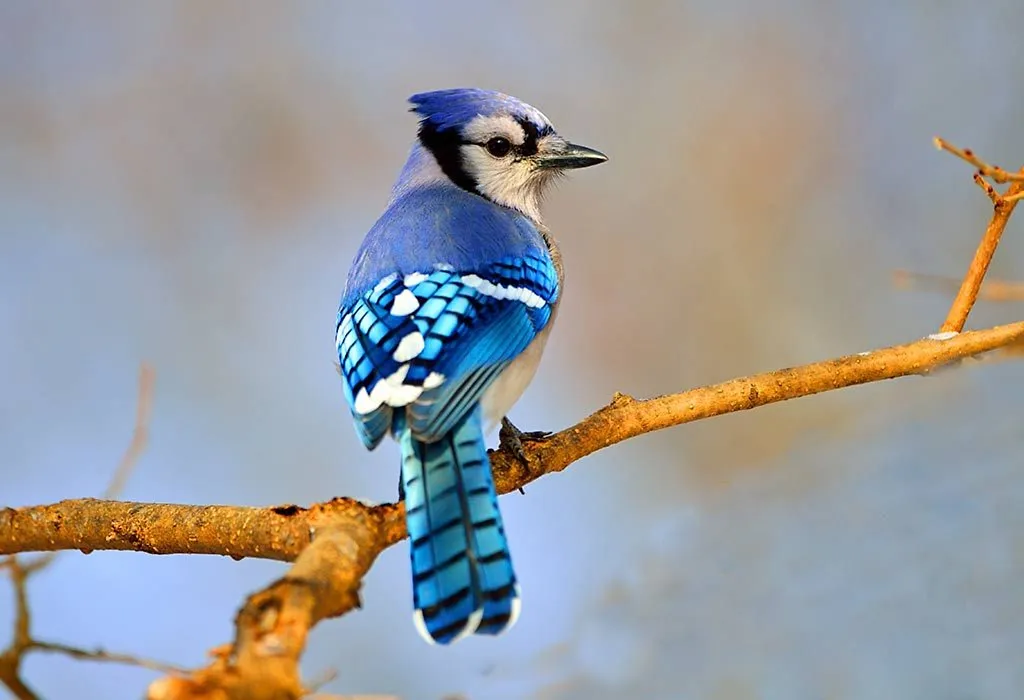 Animals That Start With B - Blue Jay