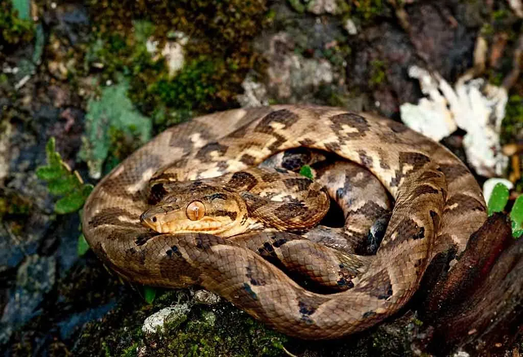 Animals That Start With B - Boa Constrictor