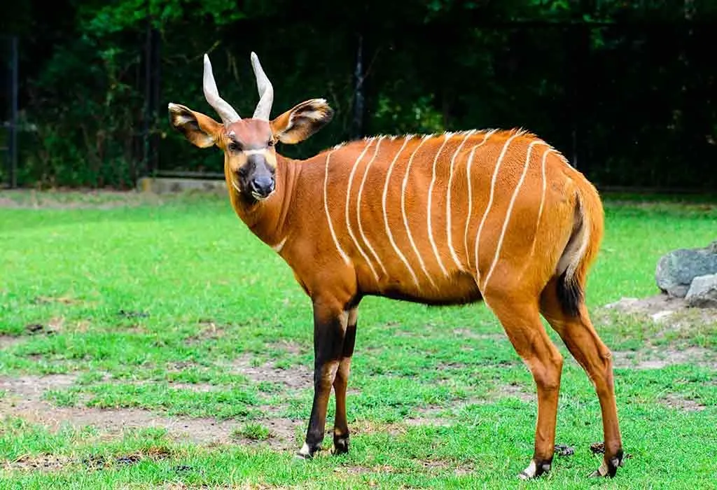 Animals That Start With B - Bongo