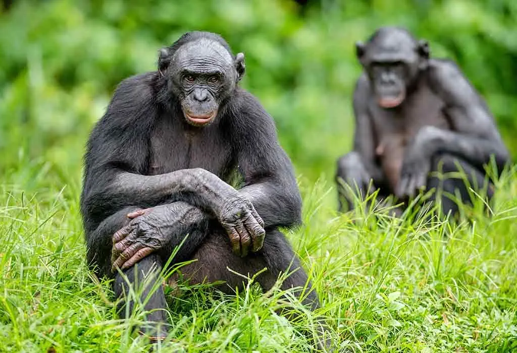 Animals That Start With B - Bonobo