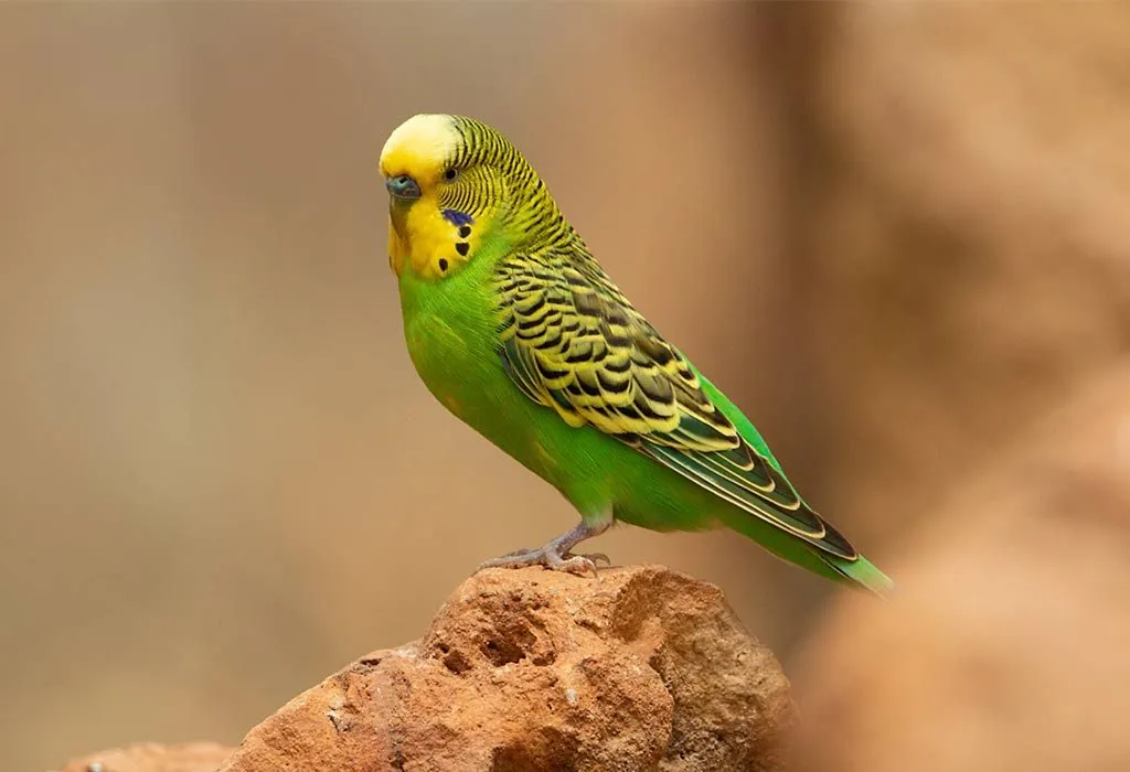 Animal Names that Start With B (Pictures & Facts)