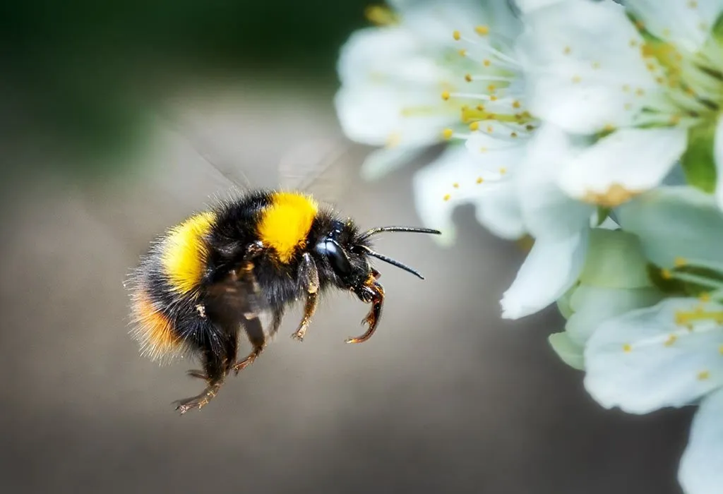Animals That Start With B - Bumblebee