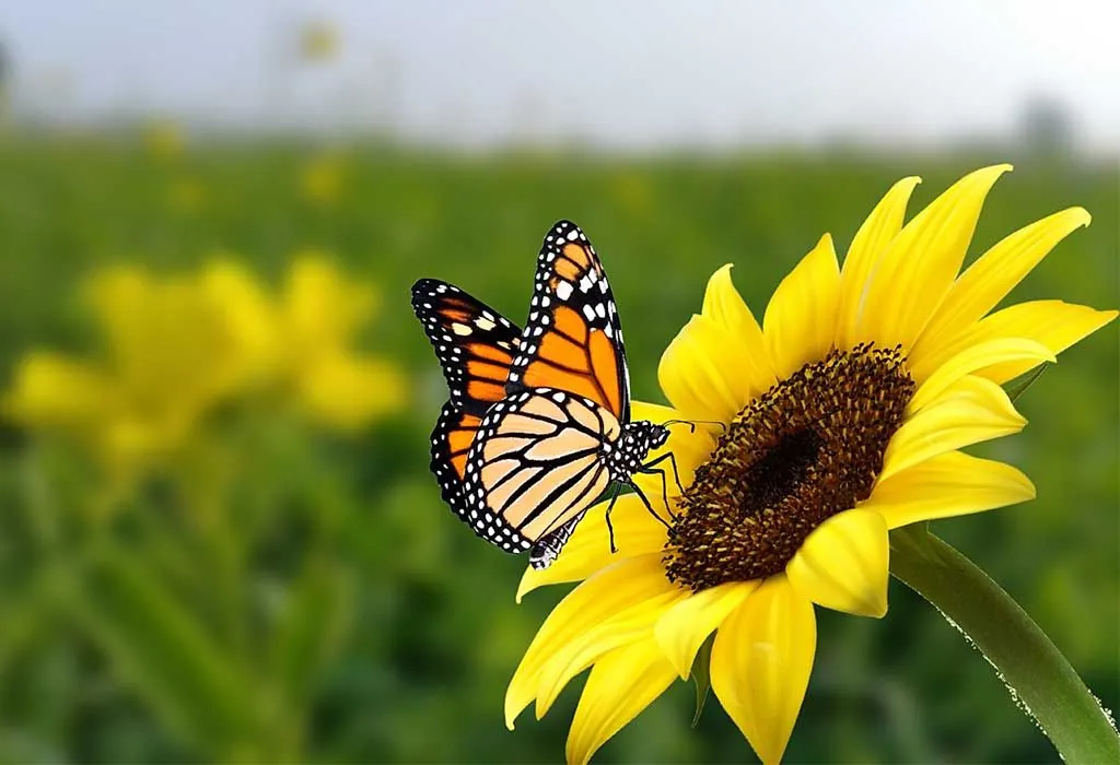 Animals That Start With B - Butterfly